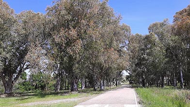 Eucalyptusbos met wel meer dan honderd nesten van Spaanse Mus